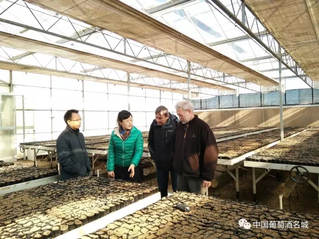 抗寒育种专家来蓬考察葡萄酒产业