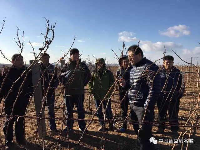 蓬莱葡萄与葡萄酒局开展葡萄冬季管理指导工作