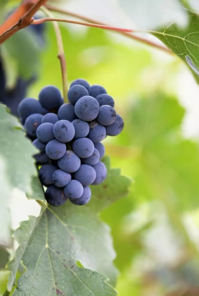 宁夏贺兰山东麓酿酒葡萄是怎样成为全国优质葡萄的？
