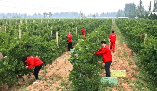 宁夏贺兰山东麓酿酒葡萄是怎样成为全国优质葡萄的？