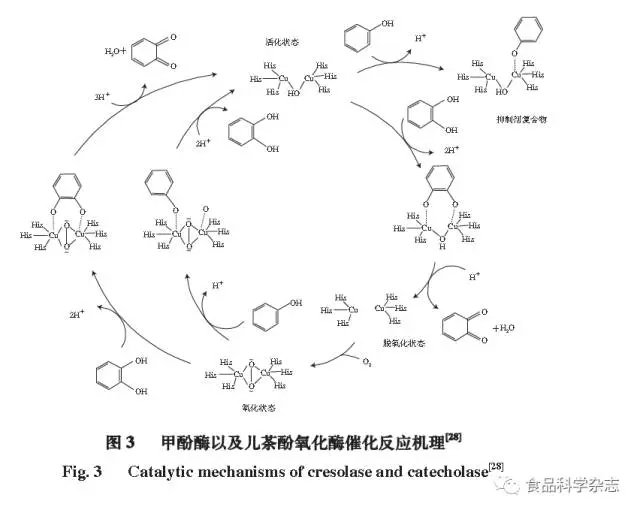 多酚氧化酶——葡萄酒酿造过程中的“捣蛋鬼”