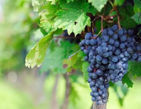 宁夏破解葡萄原料原汁外流问题，提升葡萄酒产区生产营销能力