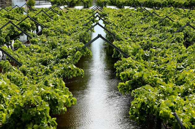 Swan Valley wine area declared disaster zone after floods