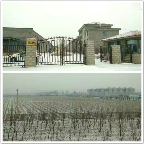 葡萄园拾粹(16)诗与雪的中国酒庄,怎一个美字了得