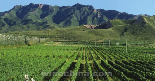 迦南酒庄葡萄园:打破传统缔造典范