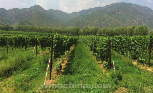 迦南酒庄葡萄园:打破传统缔造典范