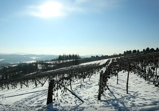 Video:Tonghua Beibinghong Grape