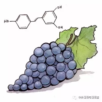 白藜芦醇可以延缓大脑衰老