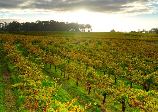 全球最大葡萄酒搜索引擎首次公开中国数据-中