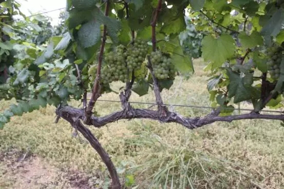 华东葡萄酒荣获“崂山质量奖提名奖”