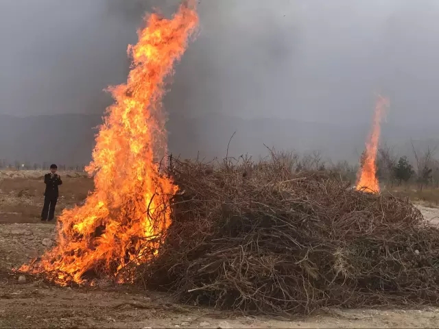 贺兰山东麓产区首次联合执法,7000株带毒葡萄种苗被集中销毁