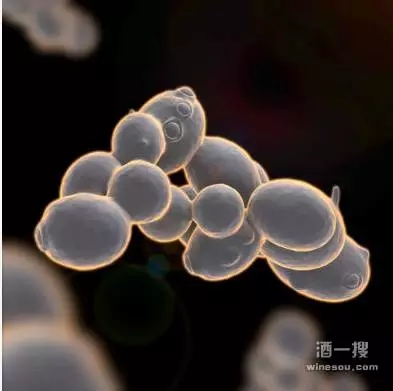 酵母——葡萄酒发酵中缺一不可的重要角色