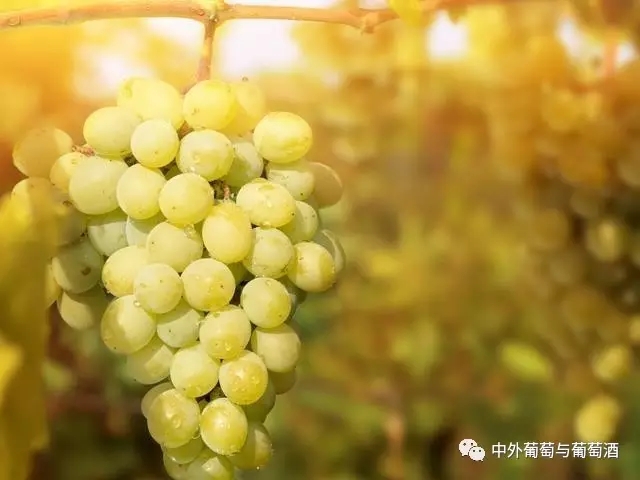 阳光玫瑰葡萄建园与种植当年管理技术