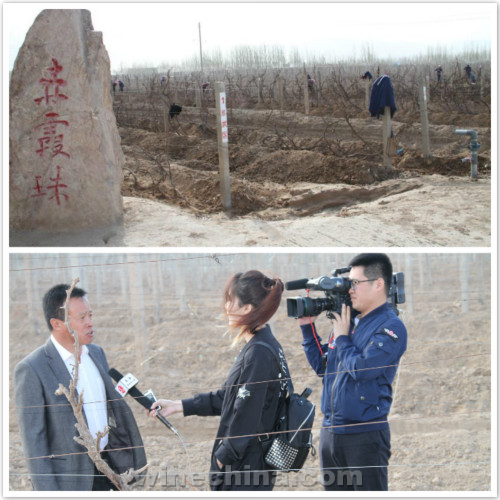 2017葡萄园报告(9)其它产区:春来天暖迎来葡萄藤出土