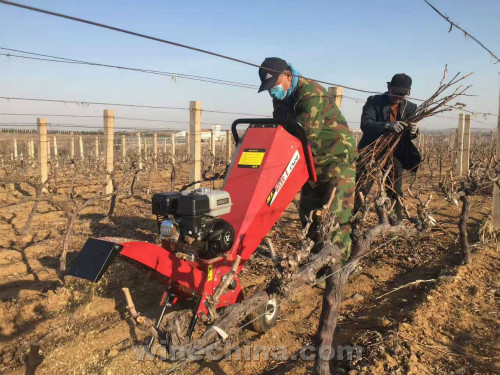 2017 Vineyard Report:Jiaodong Region