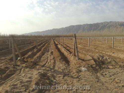 2017Vineyard Report:Southern Xinjiang