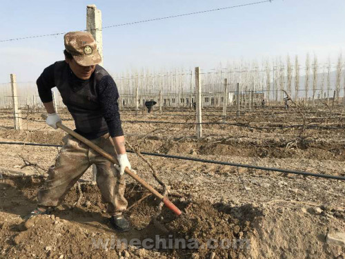 2017Vineyard Report:Southern Xinjiang 