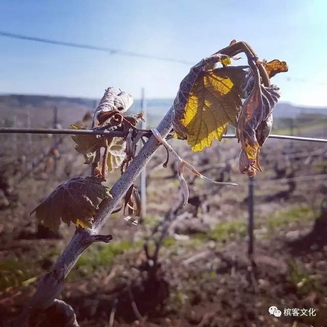 2017年春霜灾难性毁灭整个香槟区
