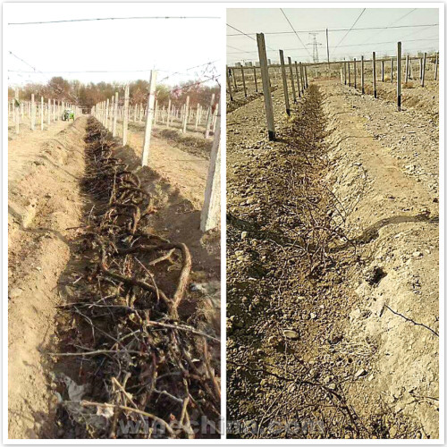 2017Vineyard Report Turpan-Hami basin:It's time to debury vines after the spring equinox