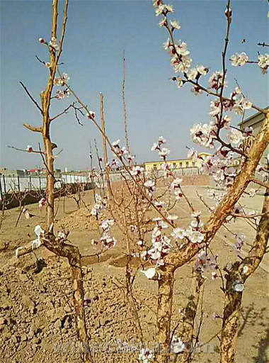 2017Vineyard Report Turpan-Hami basin:It's time to debury vines after the spring equinox