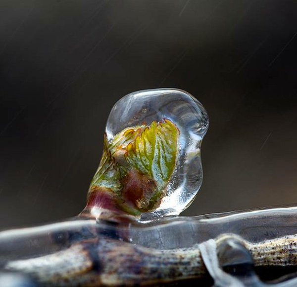 Severe Frost Wreak Havoc In Champagne