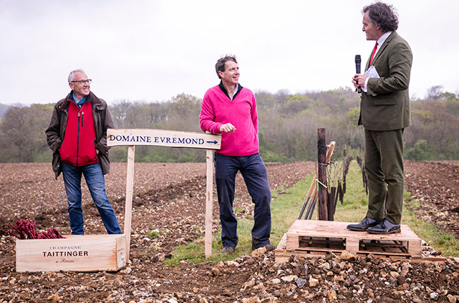 Taittinger plants first vines for English sparkling wine