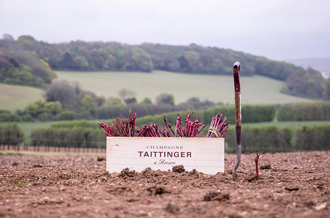 Taittinger plants first vines for English sparkling wine