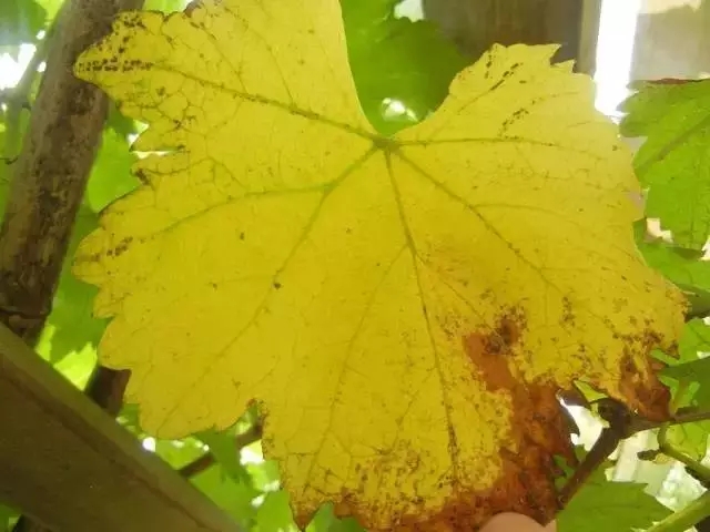 微量元素对葡萄的重要性,千万不要忽视!