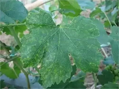 微量元素对葡萄的重要性,千万不要忽视!