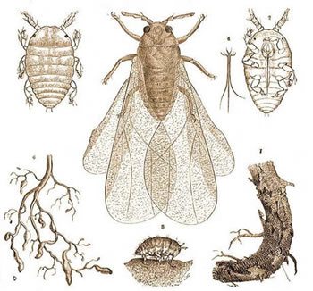 Phylloxera Spread Detected In Australia's Yarra Valley