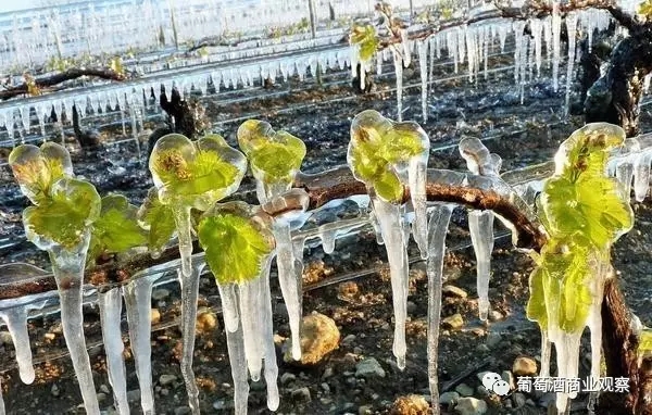 法国葡萄酒遭遇汇率涨、天灾、运输难！“新世界”的机会来了吗？