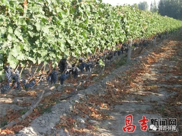 昌吉州推出葡萄酒产业发展十年规划 努力打造新疆一流的葡萄酒产区