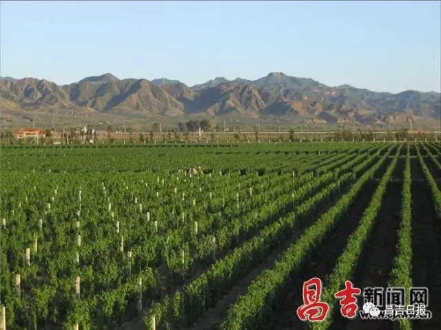 昌吉州推出葡萄酒产业发展十年规划 努力打造新疆一流的葡萄酒产区