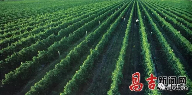 Xinjiang Changji Region Launched 10 Year Wine Industry Development Plan