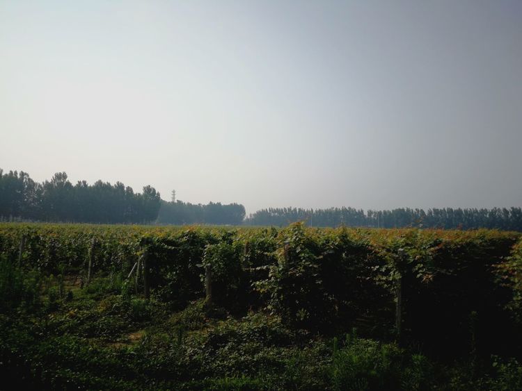 盛夏中美丽的奥德曼酒庄