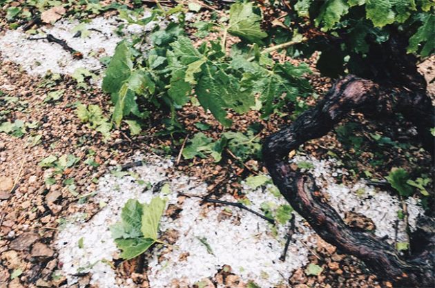 Tornado of hail hits Beaujolais vineyards