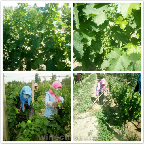 2017 Vineyard Report:Flowering and Fruit setting across China wine regions