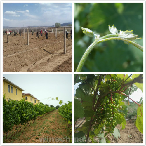 2017 Vineyard Report:Flowering and Fruit setting across China wine regions