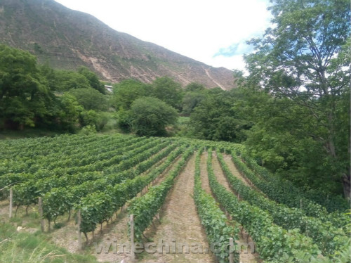 2017 Vineyard Report:Flowering and Fruit setting across China wine regions