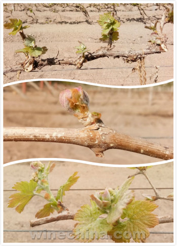 2017 Vineyard Report:Flowering and Fruit setting across China wine regions