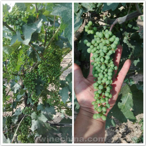 2017 Vineyard Report:Flowering and Fruit setting across China wine regions