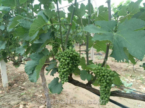 2017 Vineyard Report:Flowering and Fruit setting across China wine regions