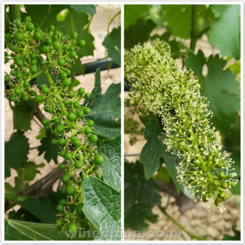 2017 Vineyard Report:Flowering and Fruit setting across China wine regions