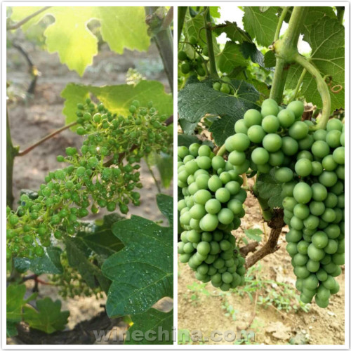 2017 Vineyard Report:Flowering and Fruit setting across China wine regions