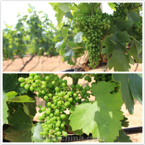 2017 Vineyard Report:Flowering and Fruit setting across China wine regions