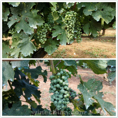 2017 Vineyard Report:Flowering and Fruit setting across China wine regions