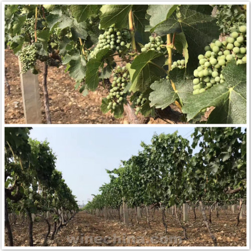 2017 Vineyard Report:Flowering and Fruit setting across China wine regions