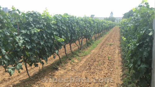 2017 Vineyard Report:Flowering and Fruit setting across China wine regions