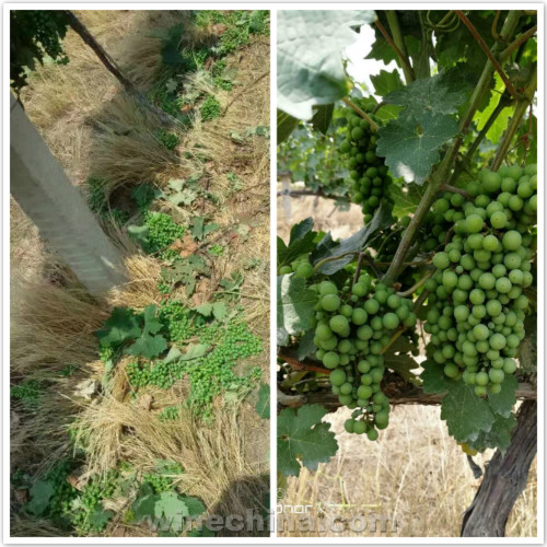 2017 Vineyard Report:Flowering and Fruit setting across China wine regions