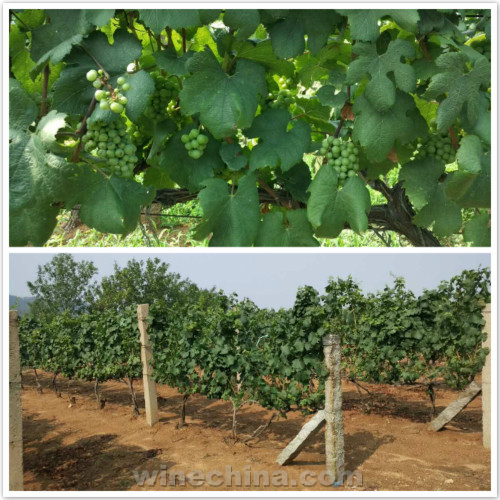 2017 Vineyard Report:Flowering and Fruit setting across China wine regions